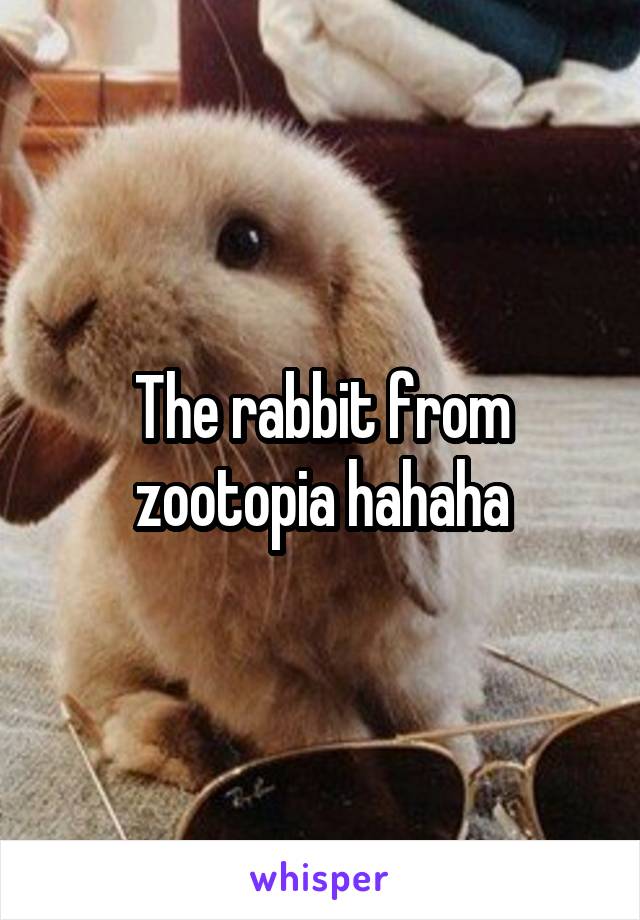 The rabbit from zootopia hahaha