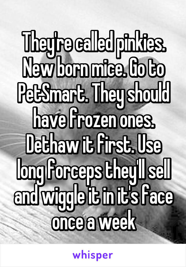 They're called pinkies. New born mice. Go to PetSmart. They should have frozen ones. Dethaw it first. Use long forceps they'll sell and wiggle it in it's face once a week