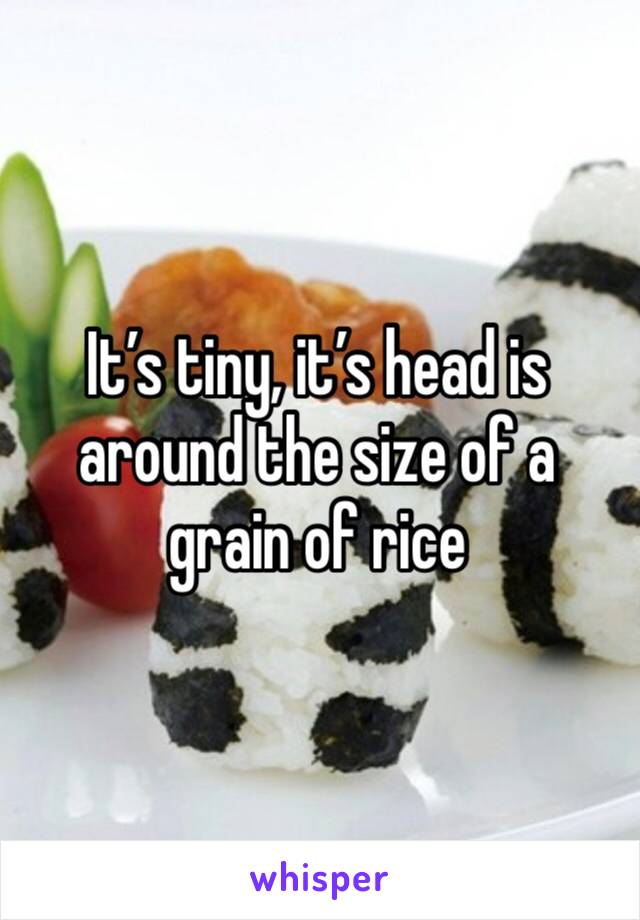 It’s tiny, it’s head is around the size of a grain of rice