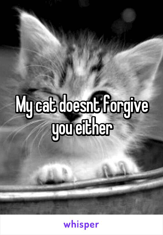 My cat doesnt forgive you either