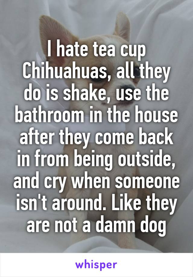 I hate tea cup Chihuahuas, all they do is shake, use the bathroom in the house after they come back in from being outside, and cry when someone isn't around. Like they are not a damn dog