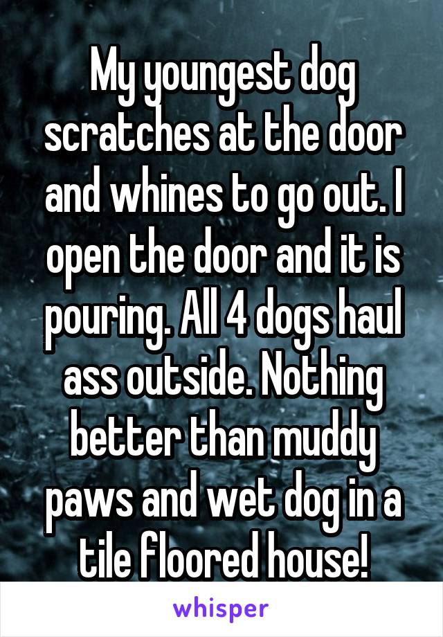 My youngest dog scratches at the door and whines to go out. I open the door and it is pouring. All 4 dogs haul ass outside. Nothing better than muddy paws and wet dog in a tile floored house!