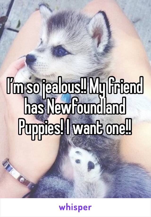 I’m so jealous!! My friend has Newfoundland Puppies! I want one!!