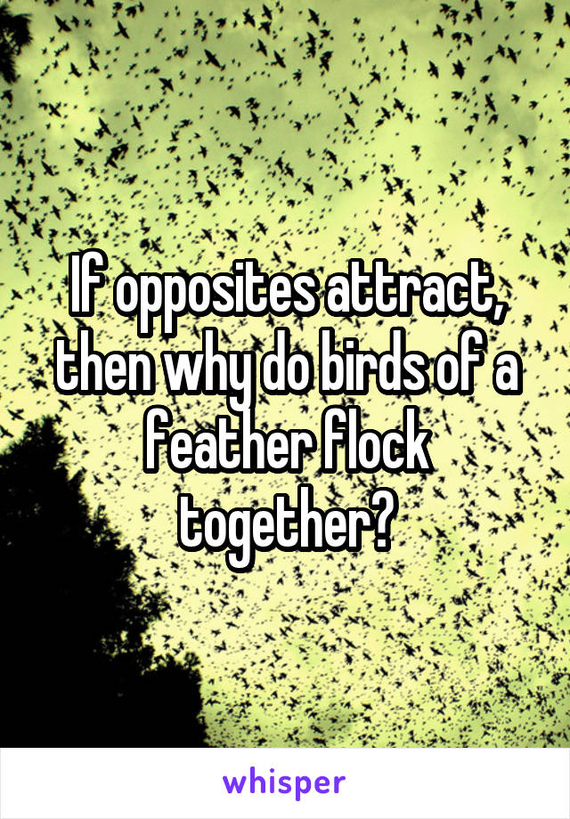 If opposites attract, then why do birds of a feather flock together?