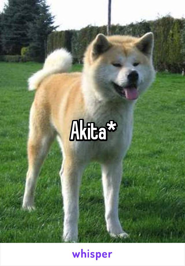 Akita*