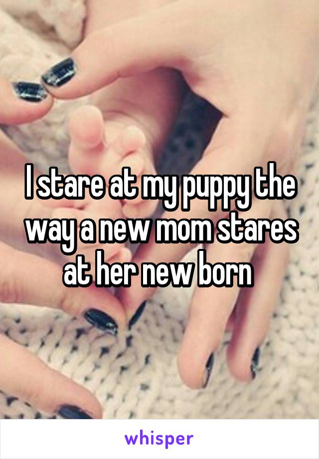 I stare at my puppy the way a new mom stares at her new born 