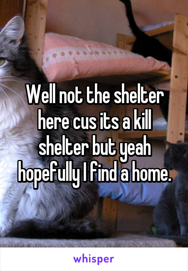 Well not the shelter here cus its a kill shelter but yeah hopefully I find a home.