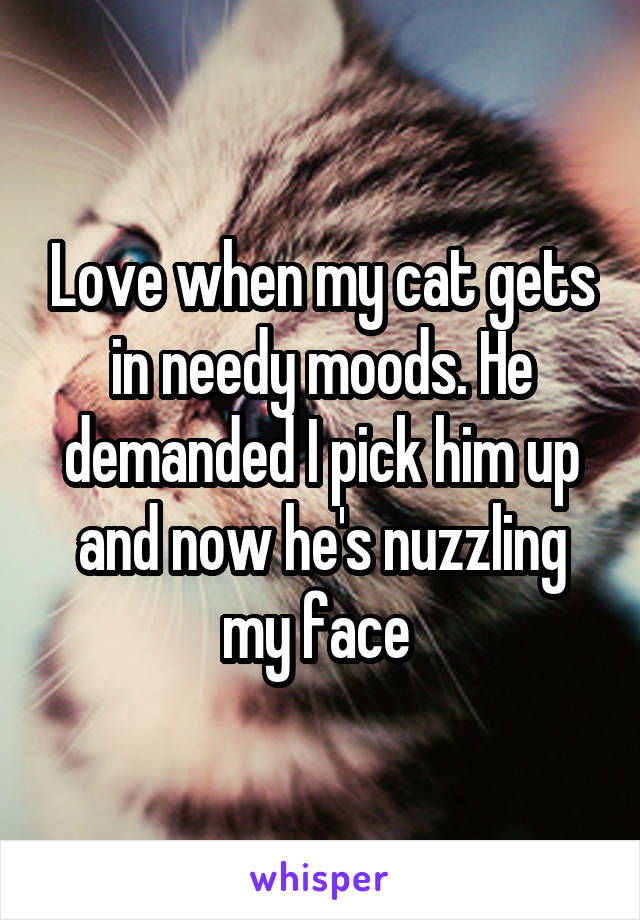 Love when my cat gets in needy moods. He demanded I pick him up and now he's nuzzling my face 