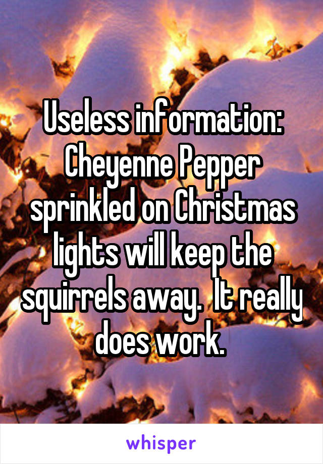 Useless information: Cheyenne Pepper sprinkled on Christmas lights will keep the squirrels away.  It really does work. 