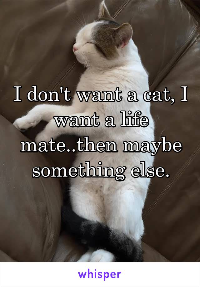 I don't want a cat, I want a life mate..then maybe something else.
