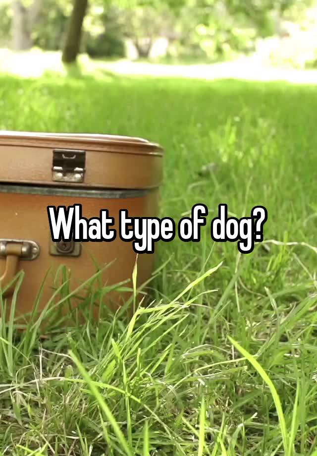 what-type-of-dog-is-this-youtube