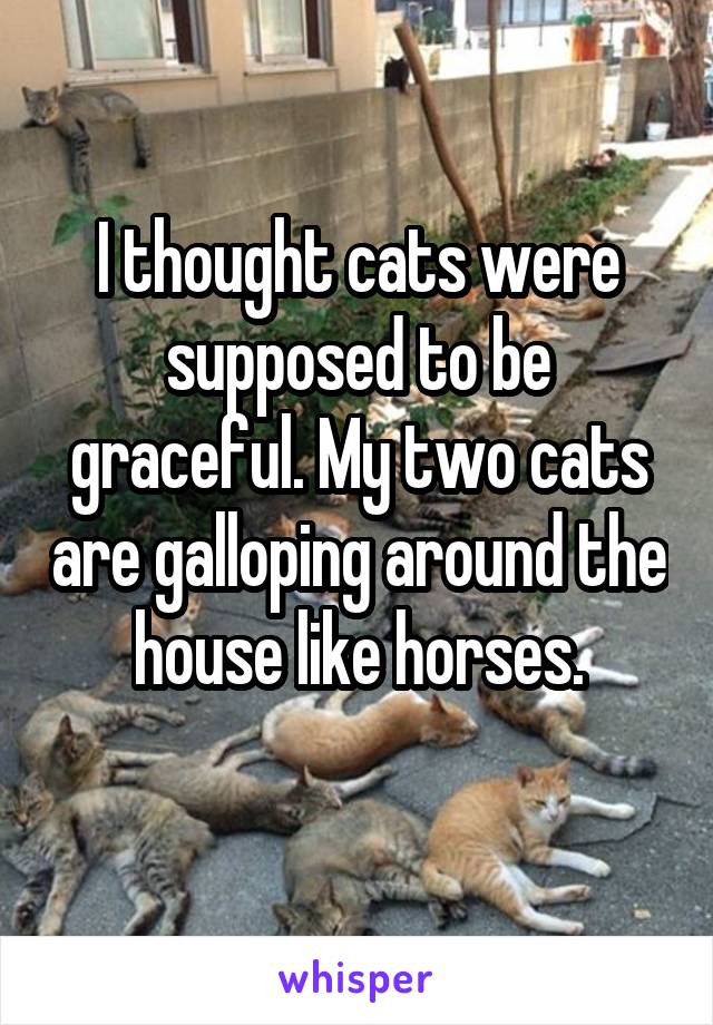 I thought cats were supposed to be graceful. My two cats are galloping around the house like horses.
