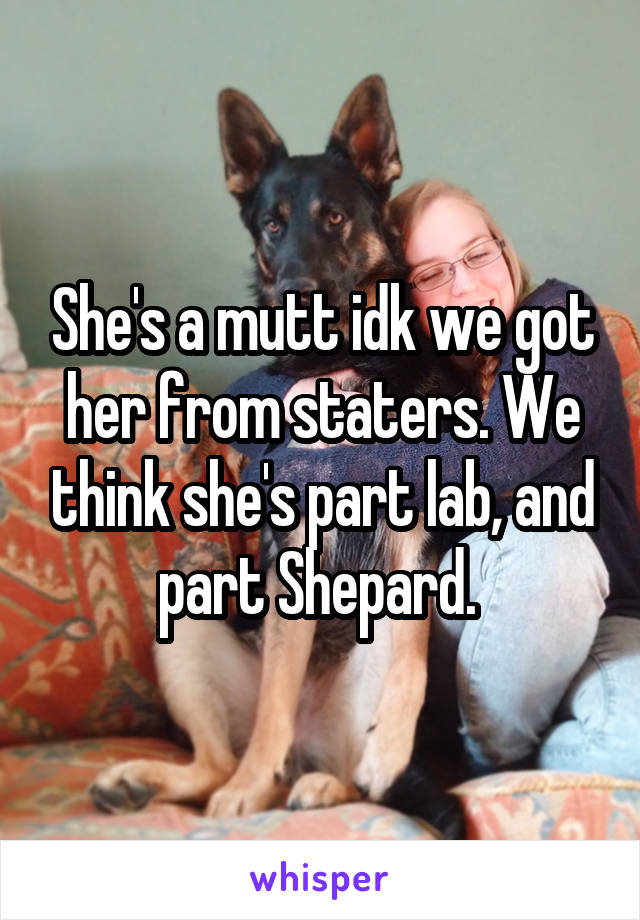 She's a mutt idk we got her from staters. We think she's part lab, and part Shepard. 