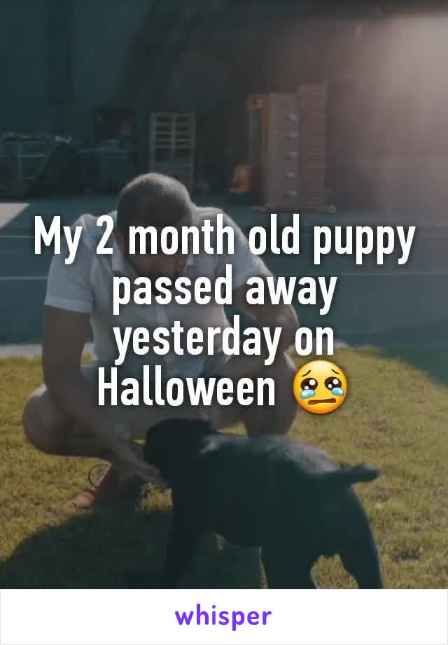 My 2 month old puppy passed away yesterday on Halloween 😢