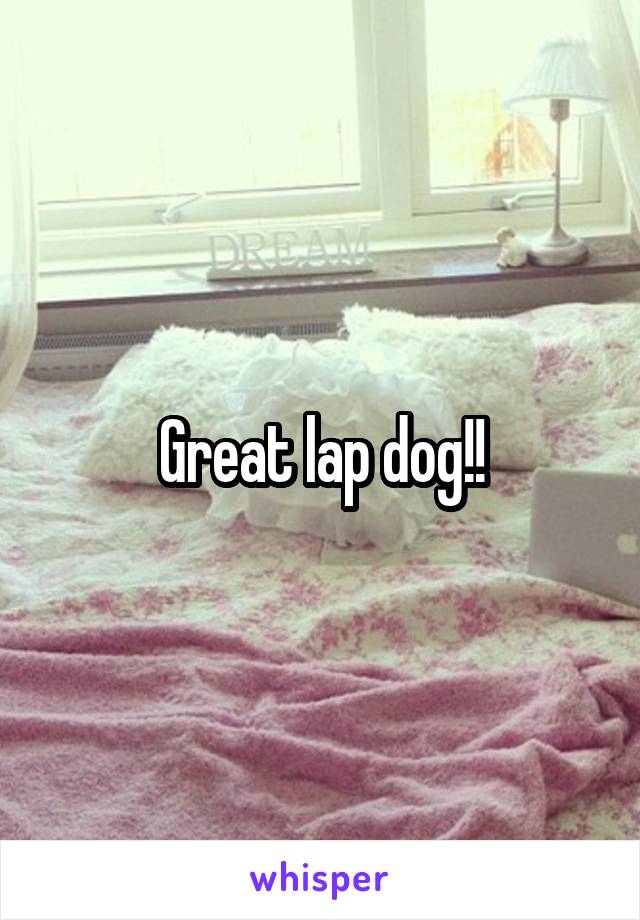 Great lap dog!!