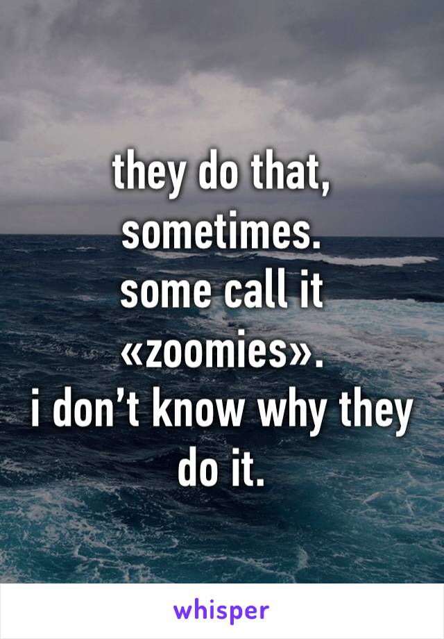 they do that, sometimes.
some call it «zoomies».
i don’t know why they do it.