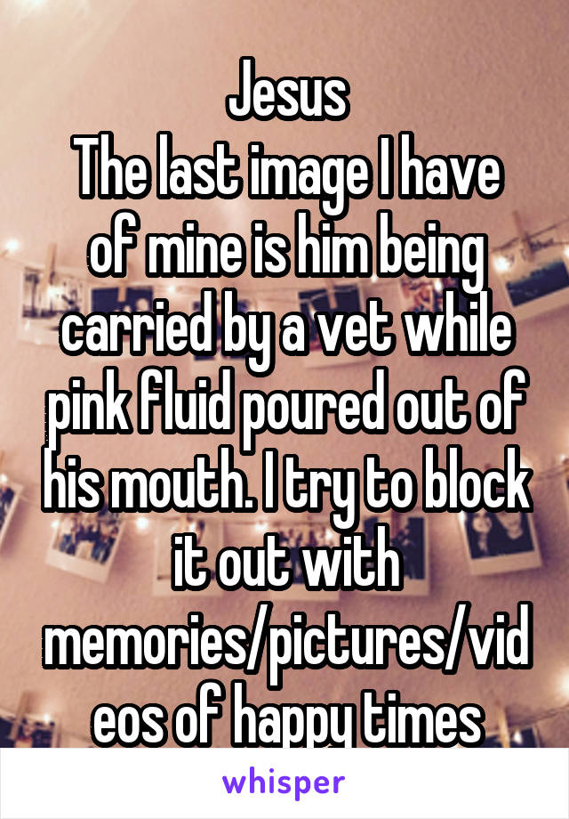 Jesus
The last image I have of mine is him being carried by a vet while pink fluid poured out of his mouth. I try to block it out with memories/pictures/videos of happy times