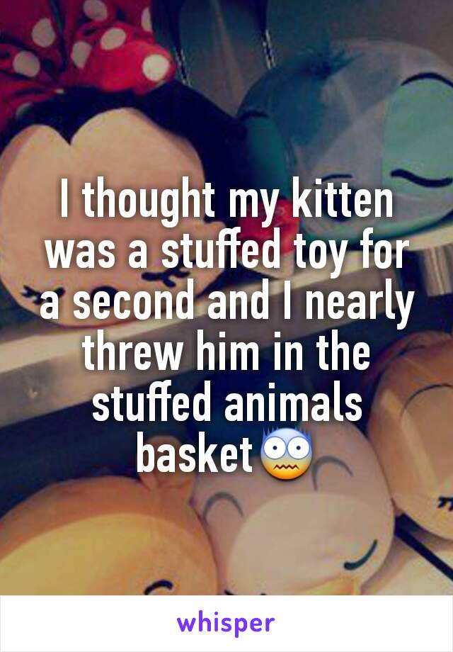 I thought my kitten was a stuffed toy for a second and I nearly threw him in the stuffed animals basket😨