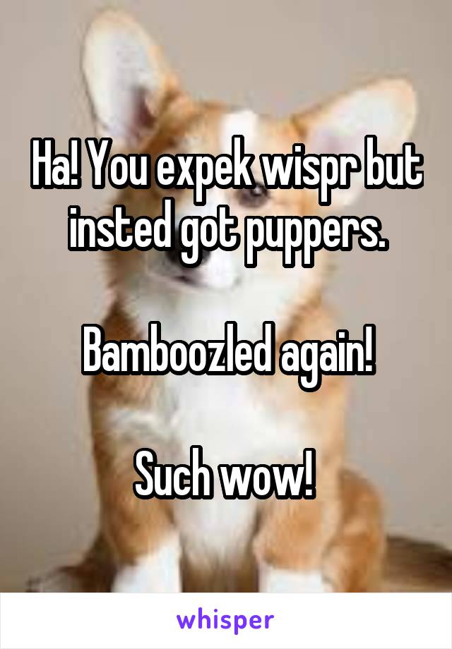 Ha! You expek wispr but insted got puppers.

Bamboozled again!

Such wow! 
