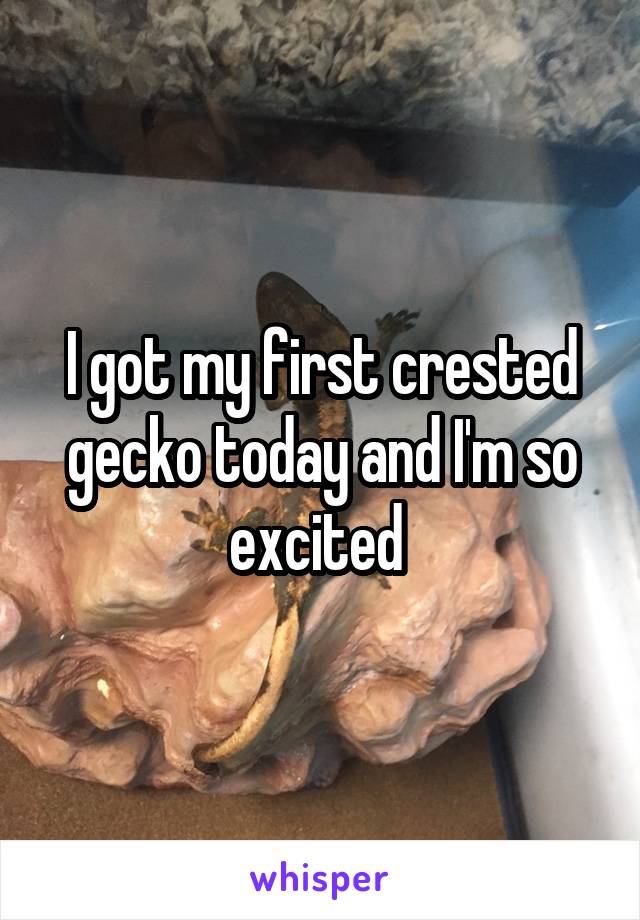 I got my first crested gecko today and I'm so excited 