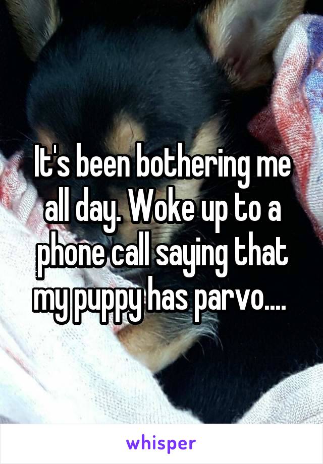 It's been bothering me all day. Woke up to a phone call saying that my puppy has parvo.... 