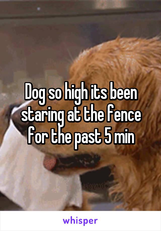 Dog so high its been staring at the fence for the past 5 min