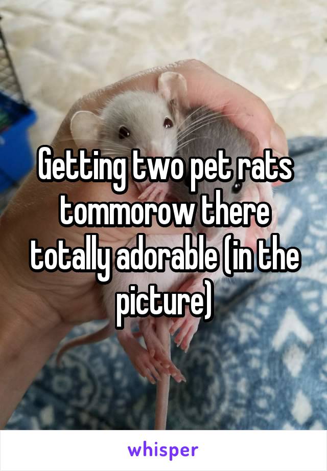 Getting two pet rats tommorow there totally adorable (in the picture)