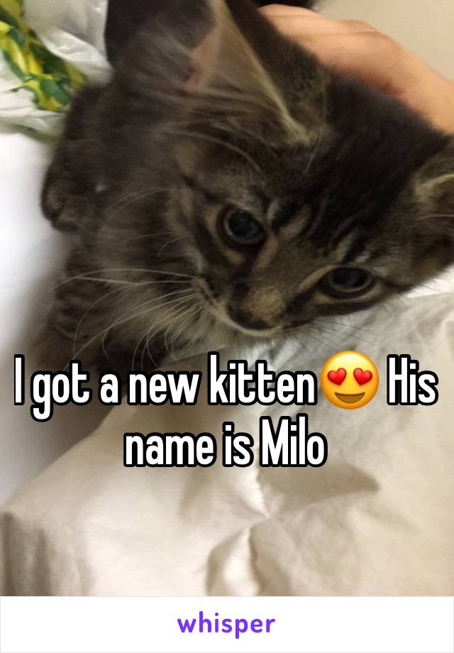 I got a new kitten😍 His name is Milo