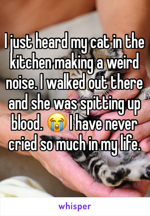 I just heard my cat in the kitchen making a weird noise. I walked out there and she was spitting up blood. 😭 I have never cried so much in my life. 