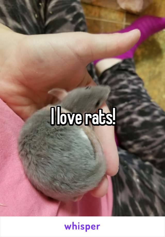 I love rats!