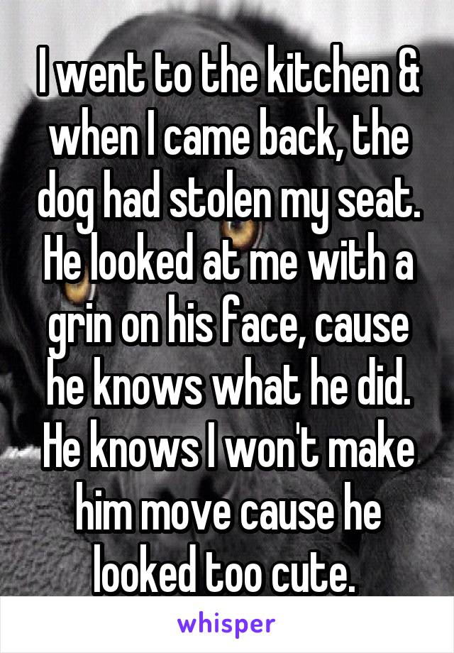 I went to the kitchen & when I came back, the dog had stolen my seat. He looked at me with a grin on his face, cause he knows what he did. He knows I won't make him move cause he looked too cute. 