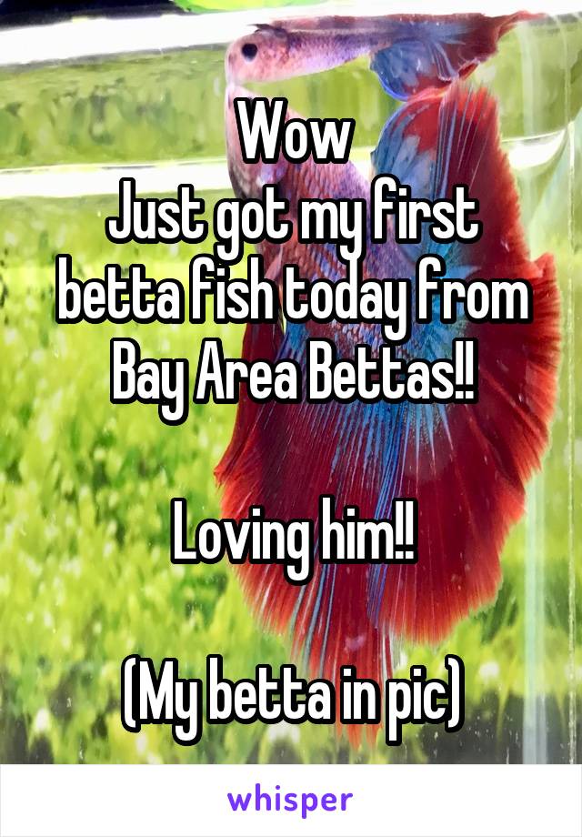 Wow
Just got my first betta fish today from Bay Area Bettas!!

Loving him!!

(My betta in pic)