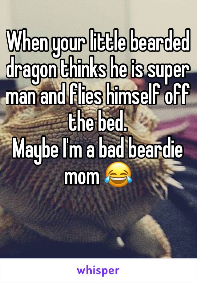 When your little bearded dragon thinks he is super man and flies himself off the bed.
Maybe I'm a bad beardie mom 😂