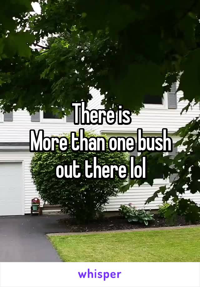 There is
More than one bush out there lol