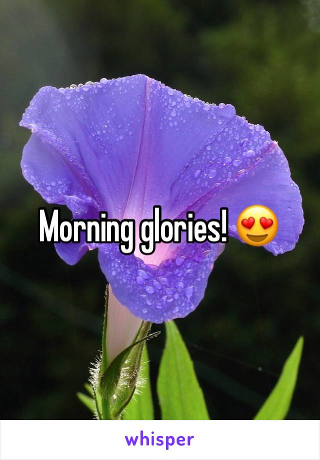 Morning glories! 😍