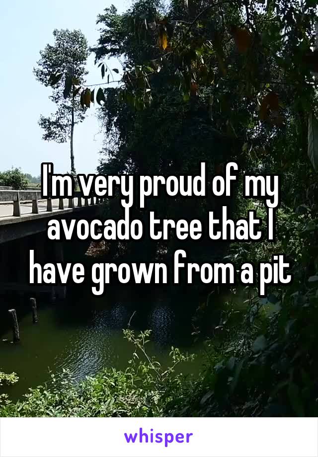 I'm very proud of my avocado tree that I have grown from a pit