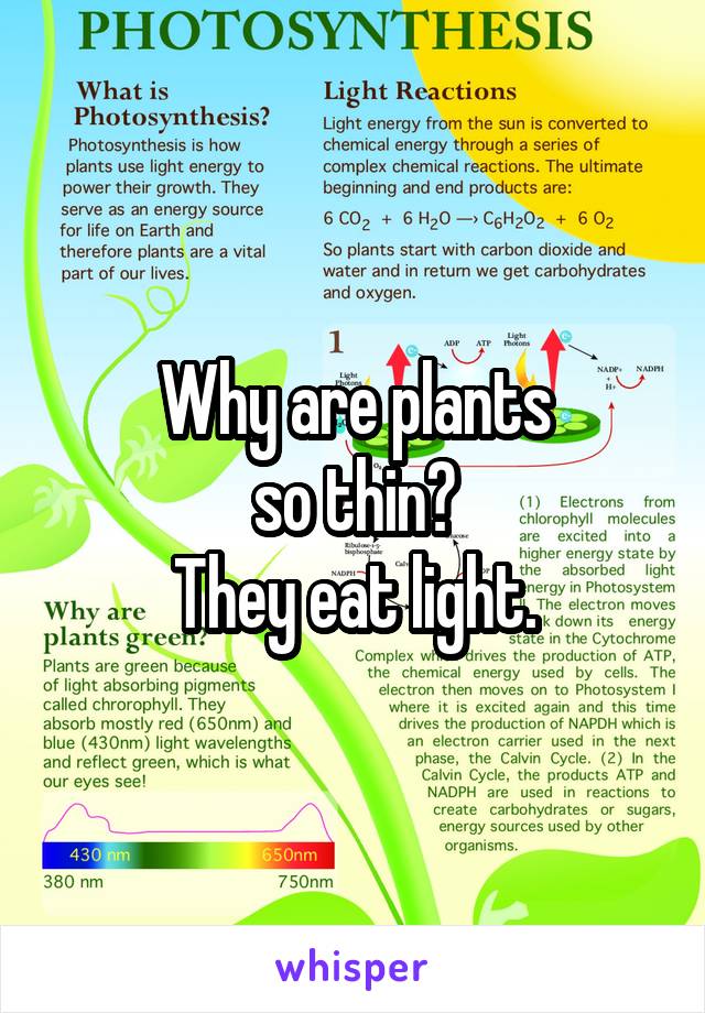 Why are plants
so thin?
They eat light.