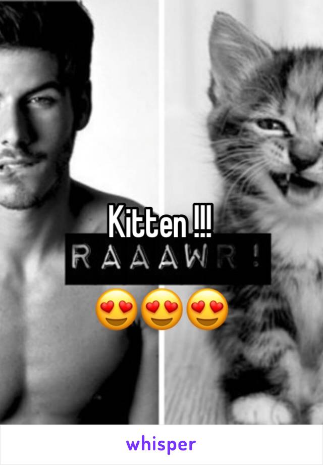 Kitten !!!

😍😍😍