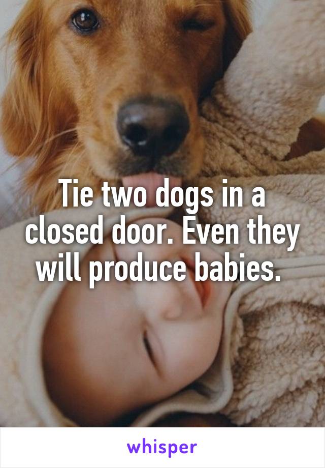 Tie two dogs in a closed door. Even they will produce babies. 