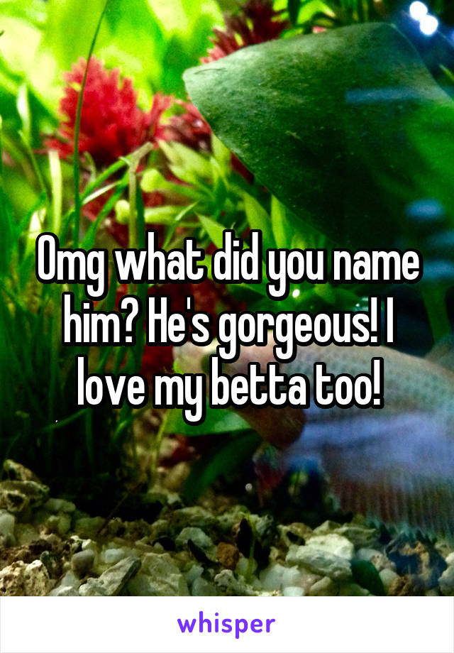 Omg what did you name him? He's gorgeous! I love my betta too!