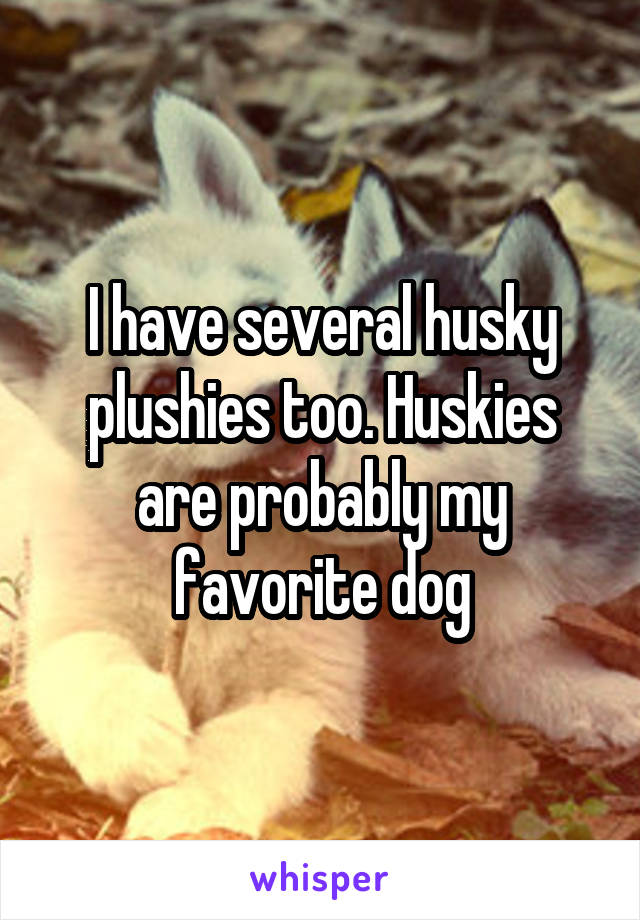 I have several husky plushies too. Huskies are probably my favorite dog