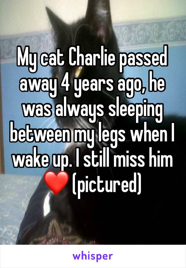My cat Charlie passed away 4 years ago, he was always sleeping between my legs when I wake up. I still miss him ❤️ (pictured) 