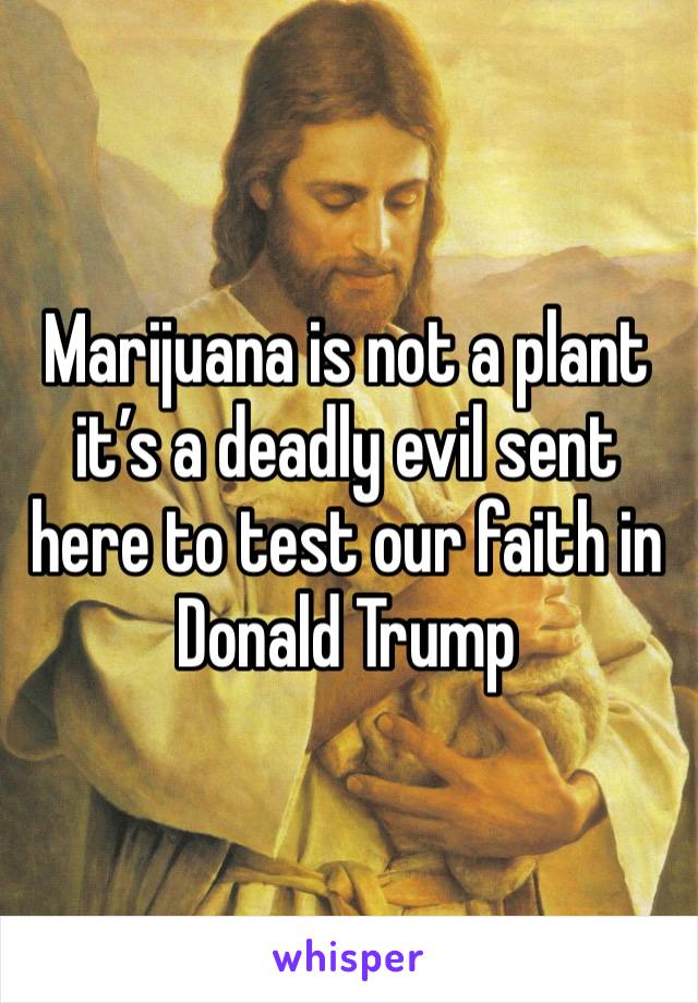 Marijuana is not a plant it’s a deadly evil sent here to test our faith in Donald Trump