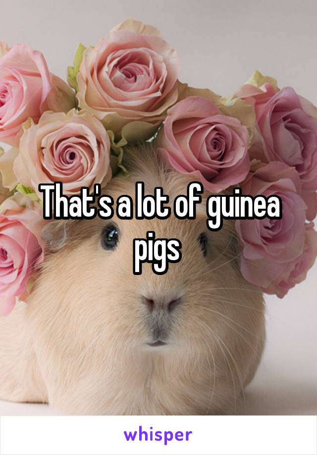 That's a lot of guinea pigs 