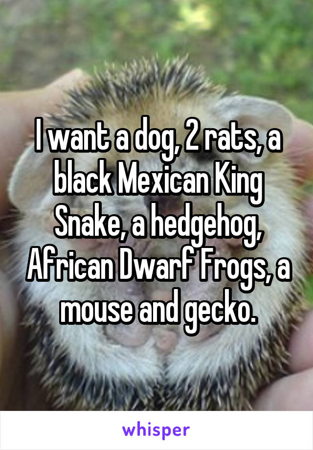 I want a dog, 2 rats, a black Mexican King Snake, a hedgehog, African Dwarf Frogs, a mouse and gecko.
