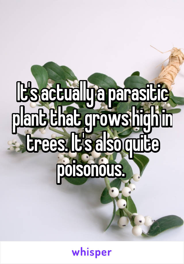 It's actually a parasitic plant that grows high in trees. It's also quite poisonous. 