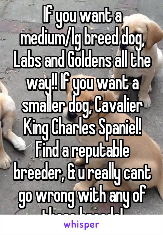 If you want a medium/lg breed dog, Labs and Goldens all the way!! If you want a smaller dog, Cavalier King Charles Spaniel! Find a reputable breeder, & u really cant go wrong with any of these breeds!