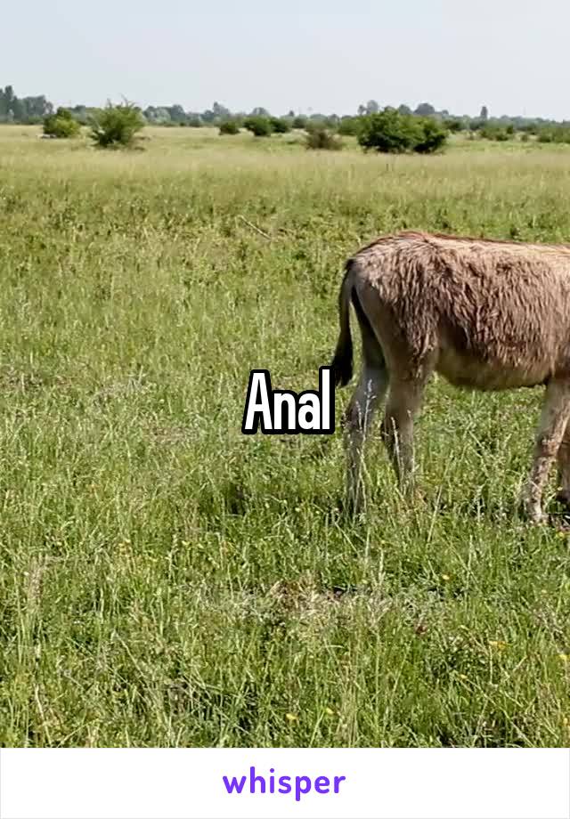 Anal