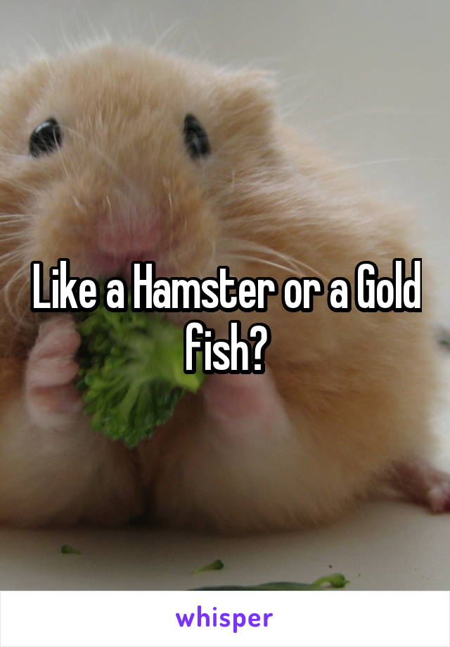 Like a Hamster or a Gold fish?