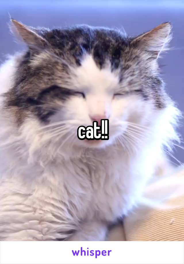 cat!!
